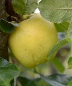 Future Forests Apple Keswick Codlin Fruit