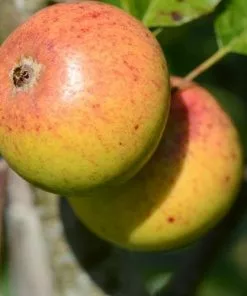 Future Forests Fruit Apple Kilkenny Pearmain