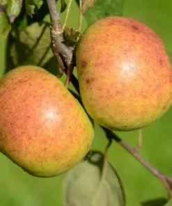 Future Forests Fruit Apple Kilkenny Pearmain