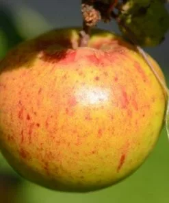 Future Forests Fruit Apple Kilkenny Pearmain