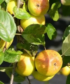 Future Forests Fruit Apple Kilkenny Pearmain