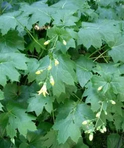 Future Forests More Kirengeshoma Palmata AGM