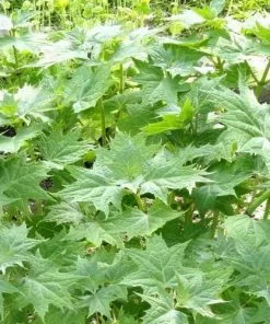 Future Forests More Kirengeshoma Palmata AGM