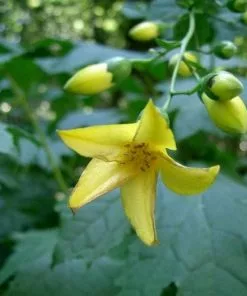 Future Forests More Kirengeshoma Palmata AGM