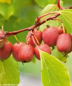 Future Forests Fruit Kiwi - Actinidia Arguta Ken's Red - Female 8 Future Forests Fruit Kiwi - Actinidia Arguta Ken's Red - Female