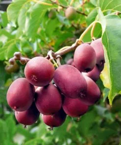 Future Forests Fruit Kiwi - Actinidia Arguta Ken's Red - Female 9 Future Forests Fruit Kiwi - Actinidia Arguta Ken's Red - Female