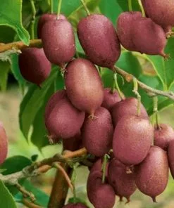 Future Forests Fruit Kiwi - Actinidia Arguta Ken's Red - Female