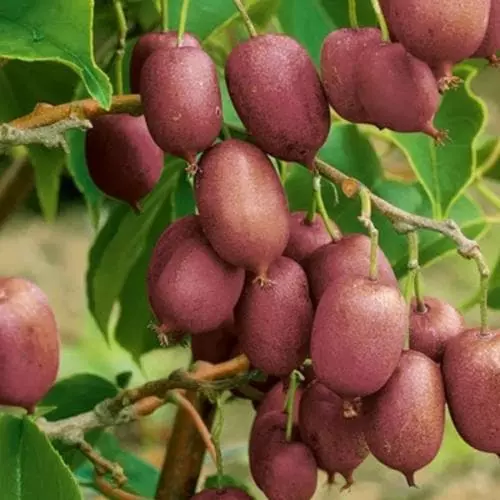 Future Forests Fruit Kiwi - Actinidia Arguta Ken's Red - Female 3 Future Forests Fruit Kiwi - Actinidia Arguta Ken's Red - Female