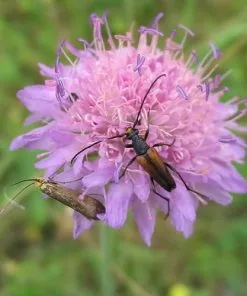 Future Forests Knautia Arvensis - Field Scabious