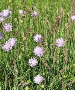Future Forests Knautia Arvensis - Field Scabious