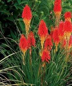 Future Forests Kniphofia Papaya Popsicle More