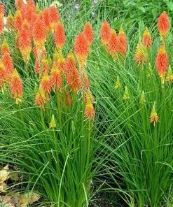 Future Forests Kniphofia Papaya Popsicle More 7 Future Forests Kniphofia Papaya Popsicle More