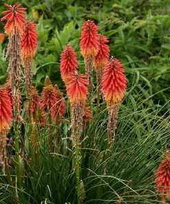 Future Forests Kniphofia Papaya Popsicle More 8 Future Forests Kniphofia Papaya Popsicle More