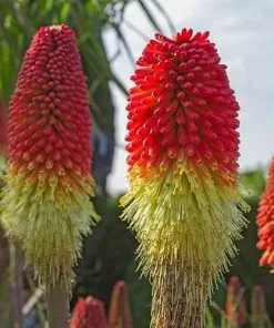 Future Forests Kniphofia Papaya Popsicle More 9 Future Forests Kniphofia Papaya Popsicle More