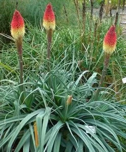 Future Forests Kniphofia Caulescens