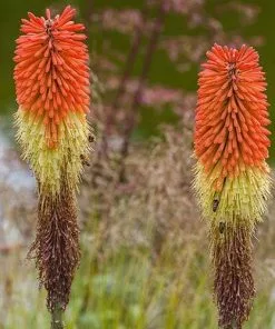 Future Forests Kniphofia Caulescens