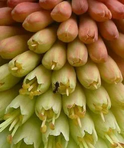 Future Forests Kniphofia Caulescens