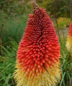 Future Forests Kniphofia Caulescens