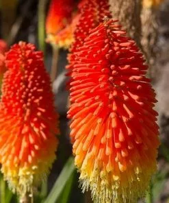 Future Forests Kniphofia Caulescens