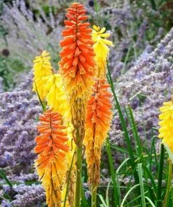 Future Forests More Kniphofia Uvaria Flamenco