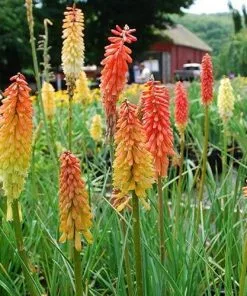 Future Forests More Kniphofia Uvaria Flamenco