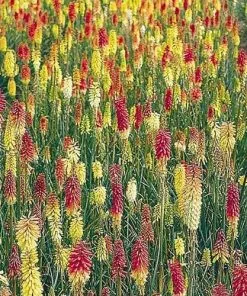 Future Forests More Kniphofia Uvaria Flamenco