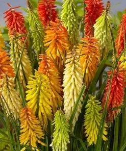 Future Forests More Kniphofia Uvaria Flamenco