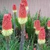 Future Forests Kniphofia Uvaria Royal Castle More