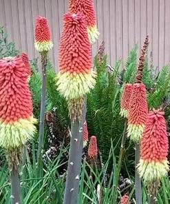 Future Forests Kniphofia Uvaria Royal Castle More