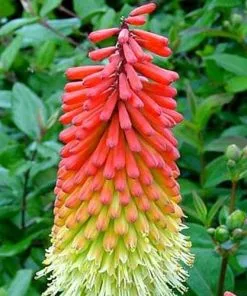 Future Forests Kniphofia Uvaria Royal Castle More