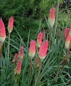 Future Forests Kniphofia Uvaria Royal Castle More