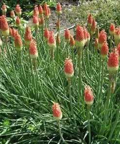 Future Forests Kniphofia Uvaria Royal Castle More