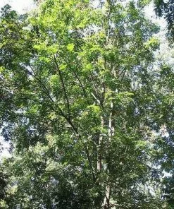 Future Forests Trees Koelreuteria Bipinnata - Chinese Flame Tree