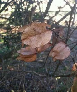 Future Forests Trees Koelreuteria Bipinnata - Chinese Flame Tree