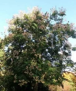 Future Forests Trees Koelreuteria Bipinnata - Chinese Flame Tree