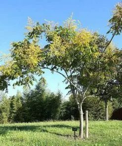 Future Forests Trees Koelreuteria Bipinnata - Chinese Flame Tree