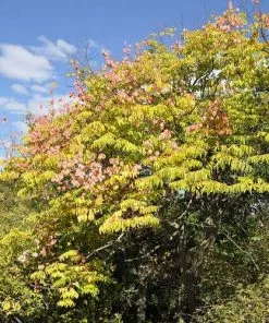 Future Forests Trees Koelreuteria Bipinnata - Chinese Flame Tree