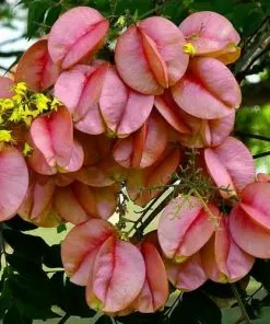 Future Forests Trees Koelreuteria Bipinnata - Chinese Flame Tree