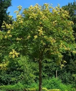 Future Forests Trees Koelreuteria Paniculata - Pride Of India