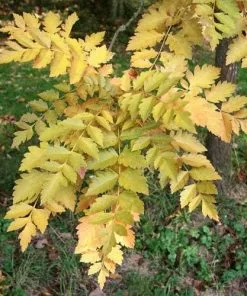 Future Forests Trees Koelreuteria Paniculata - Pride Of India