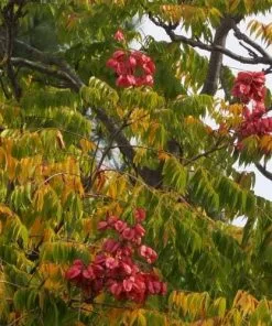 Future Forests Trees Koelreuteria Paniculata - Pride Of India