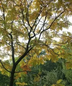 Future Forests Trees Koelreuteria Paniculata - Pride Of India