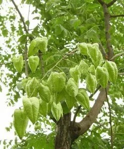 Future Forests Trees Koelreuteria Paniculata - Pride Of India