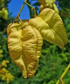 Future Forests Trees Koelreuteria Paniculata - Pride Of India