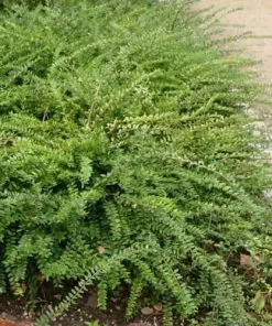 Future Forests Lonicera Pileata Hedging