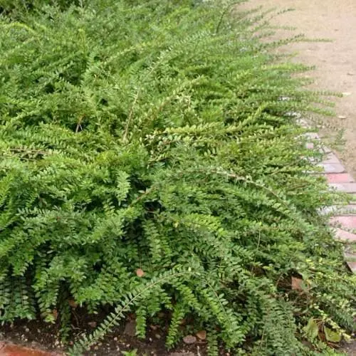 Future Forests Lonicera Pileata Hedging 4 Future Forests Lonicera Pileata Hedging