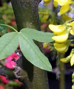 Future Forests Laburnum X Watereri Vossii 7 Future Forests Laburnum X Watereri Vossii