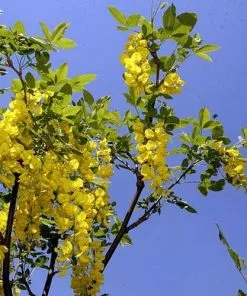 Future Forests Laburnum X Watereri Vossii