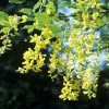 Future Forests Laburnum X Watereri Vossii
