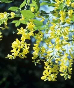 Future Forests Laburnum X Watereri Vossii